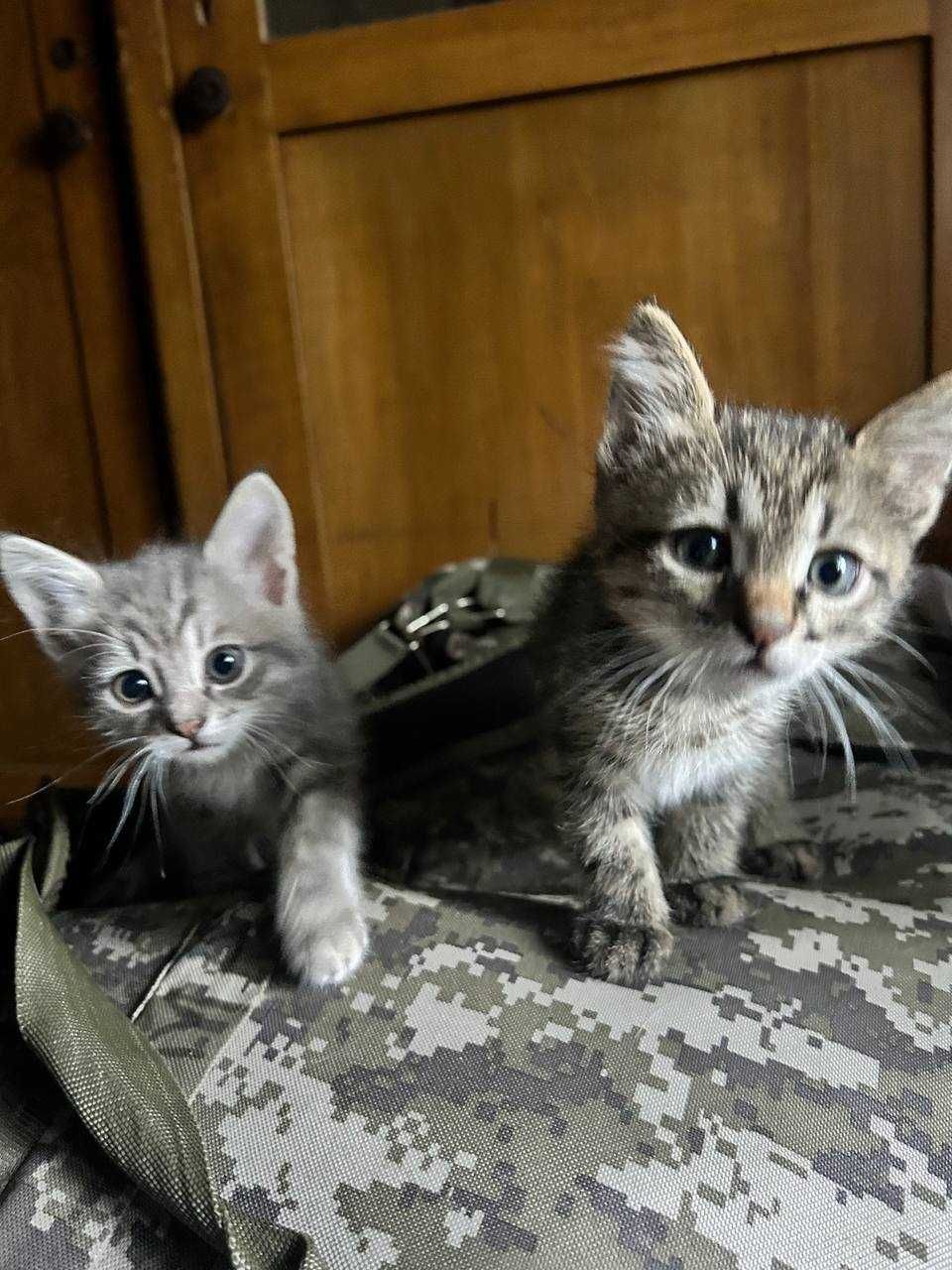 Отдам котят бесплатно (мальчик и девочка)