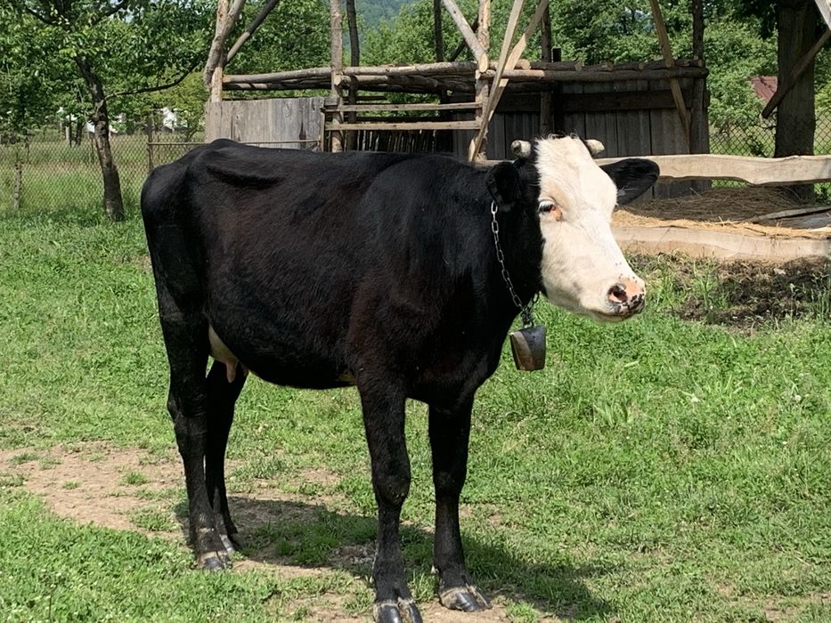 Добра мʼяка тільна корова