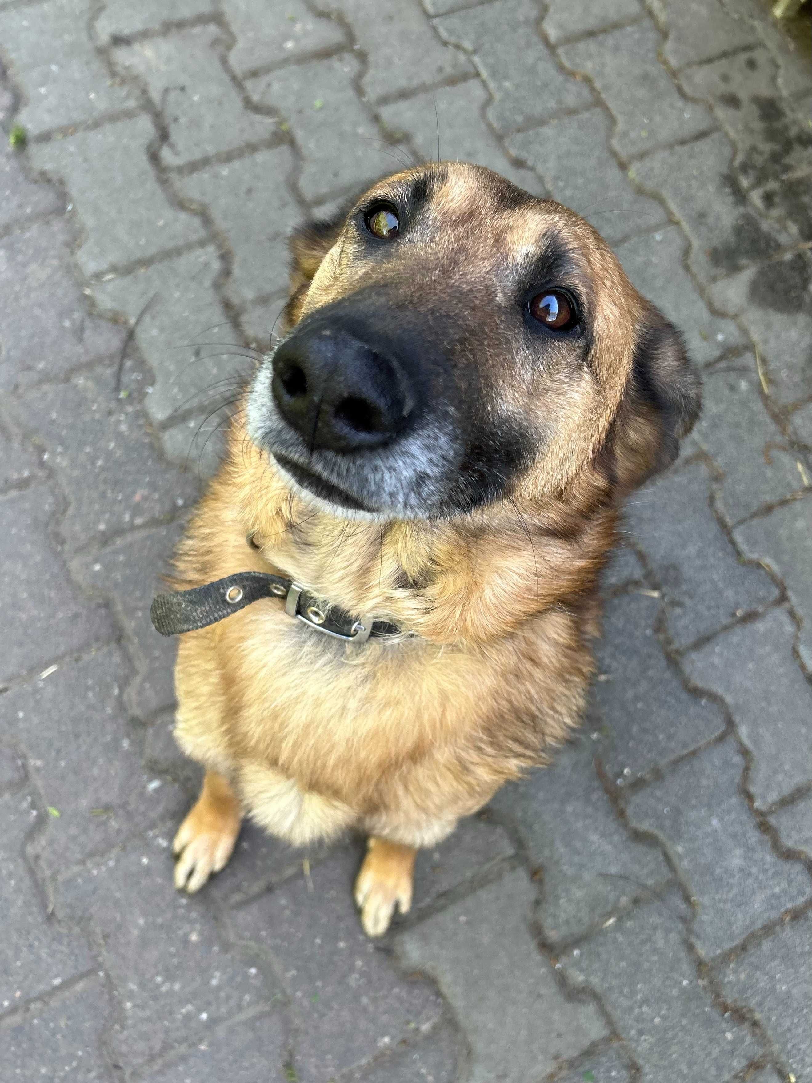 Tales pies w typie owczarka do adopcji Kalisz Wroclaw Lodz Poznan