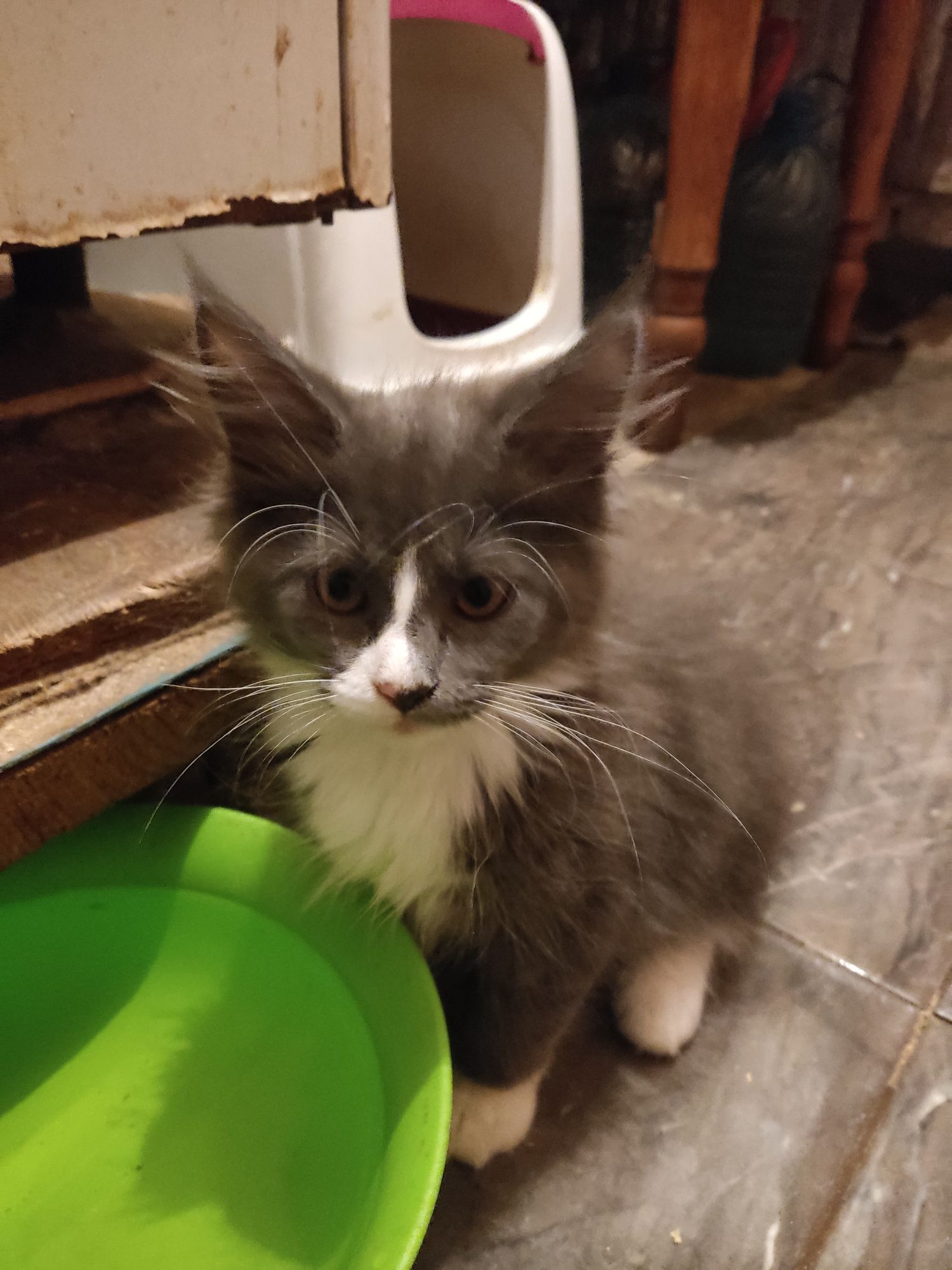 Котята МейКуны чистокровные
