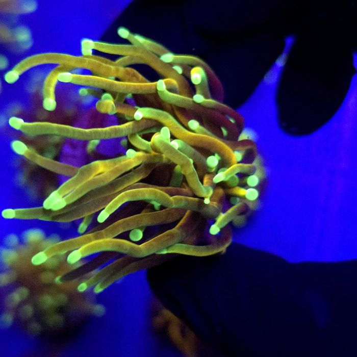 Euphyllia Glabrescens Indo Gold Jedna głowa