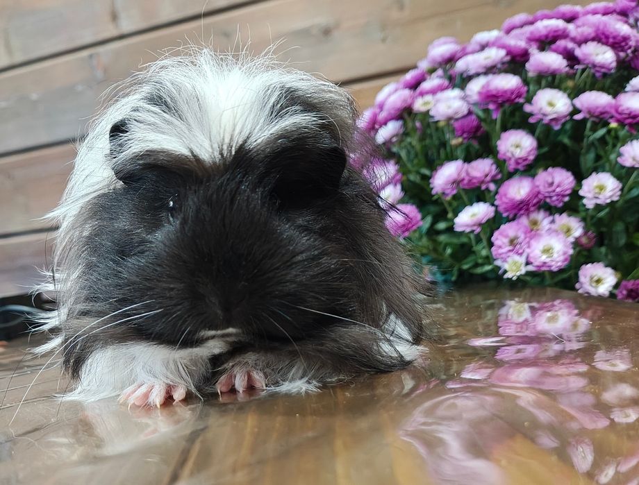 Самка коронет, морська свинка.