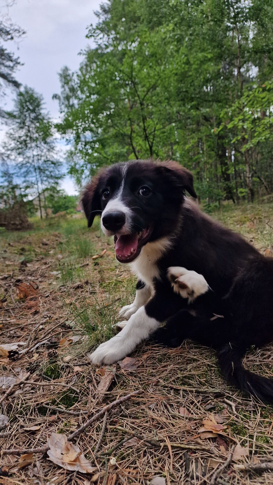Border Collie piesek czarno biały