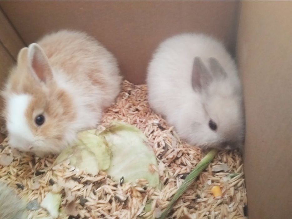 Карликовые мини кролики доставка