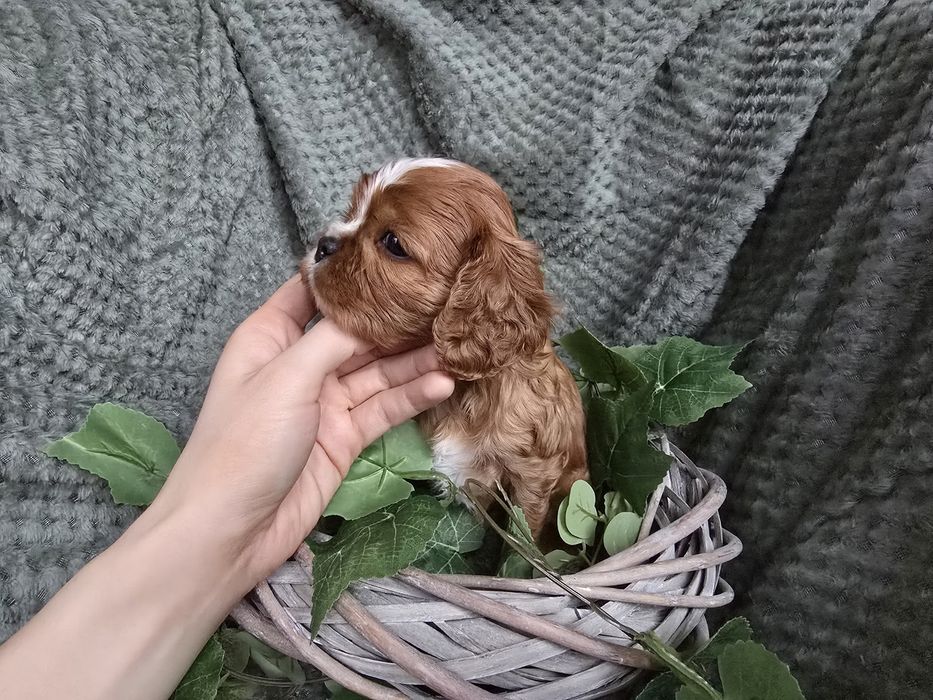 Cavalier King  Charles Spaniel piesek