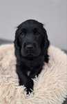Cocker spaniel angielski