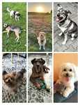Certyfikowany Petsitter/Opieka indywidualna