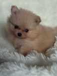 Szpic miniaturowy/Pomeranian - dziewczynka