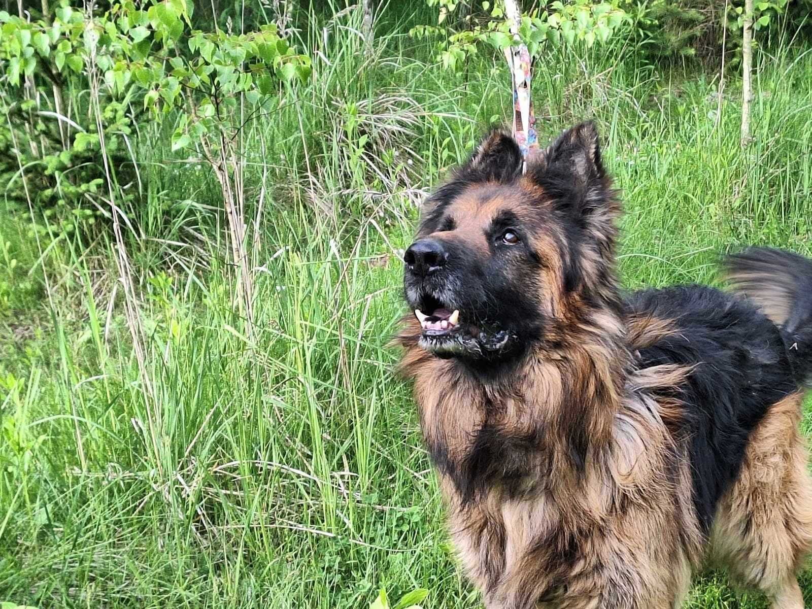 Rambo łagodny pies w typie Owczarek niemiecki szuka domu | 9 lat 50 kg