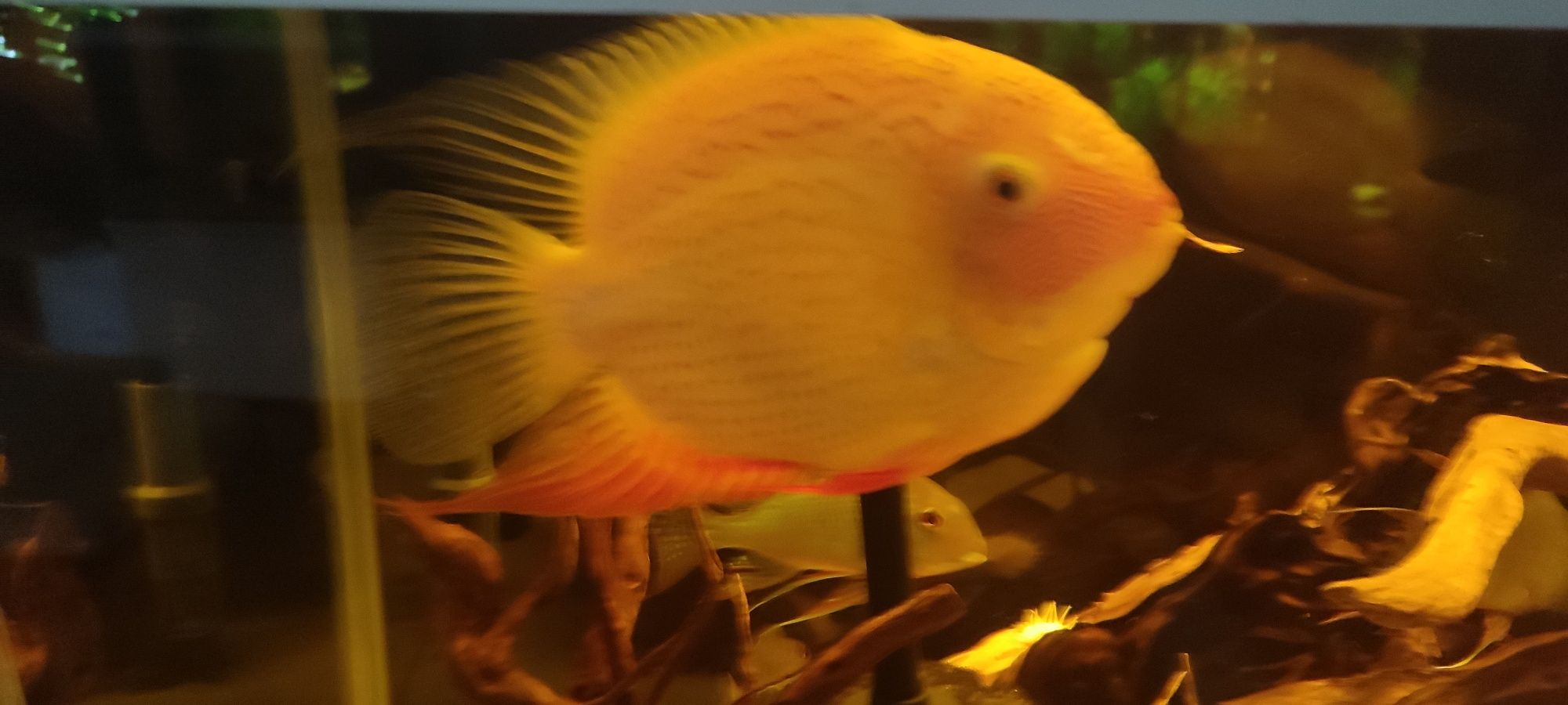 Pielęgnice Severum Red
