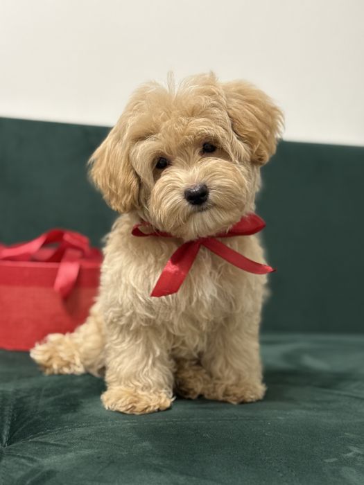 Мальтипу мишка мальчик ф1