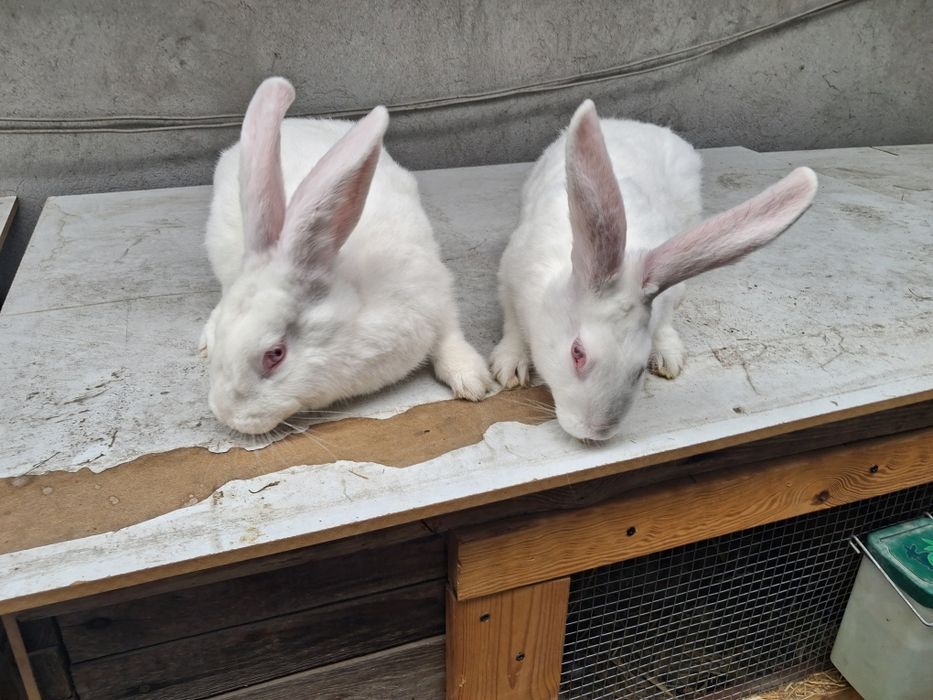 Termondzkie  mlode waga okolo 2kg