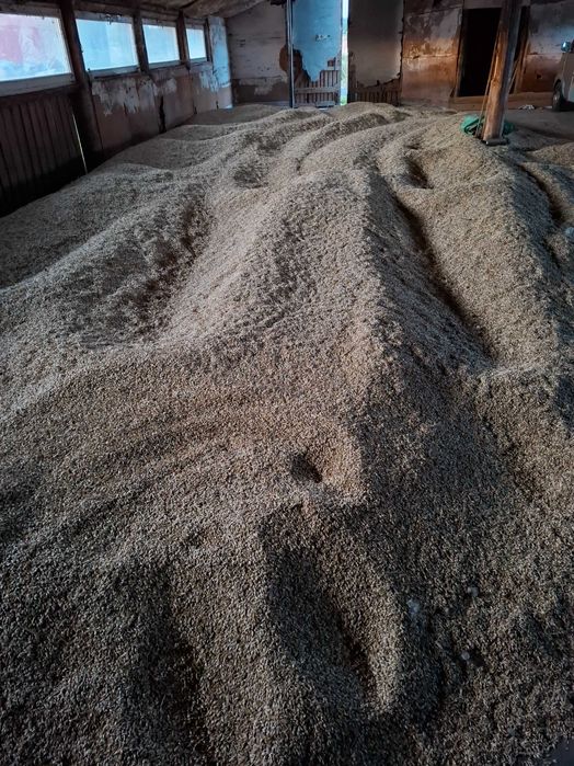 pszenica płaskurka jara eko