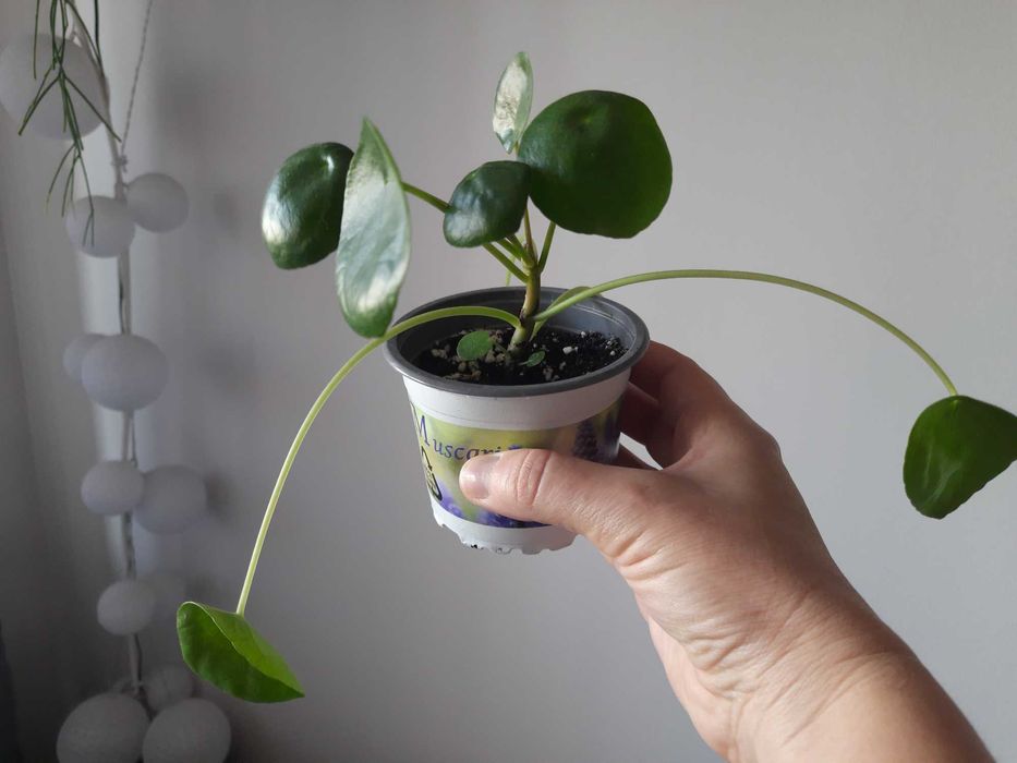 Sadzonka pieniążek pilea peperomiowata