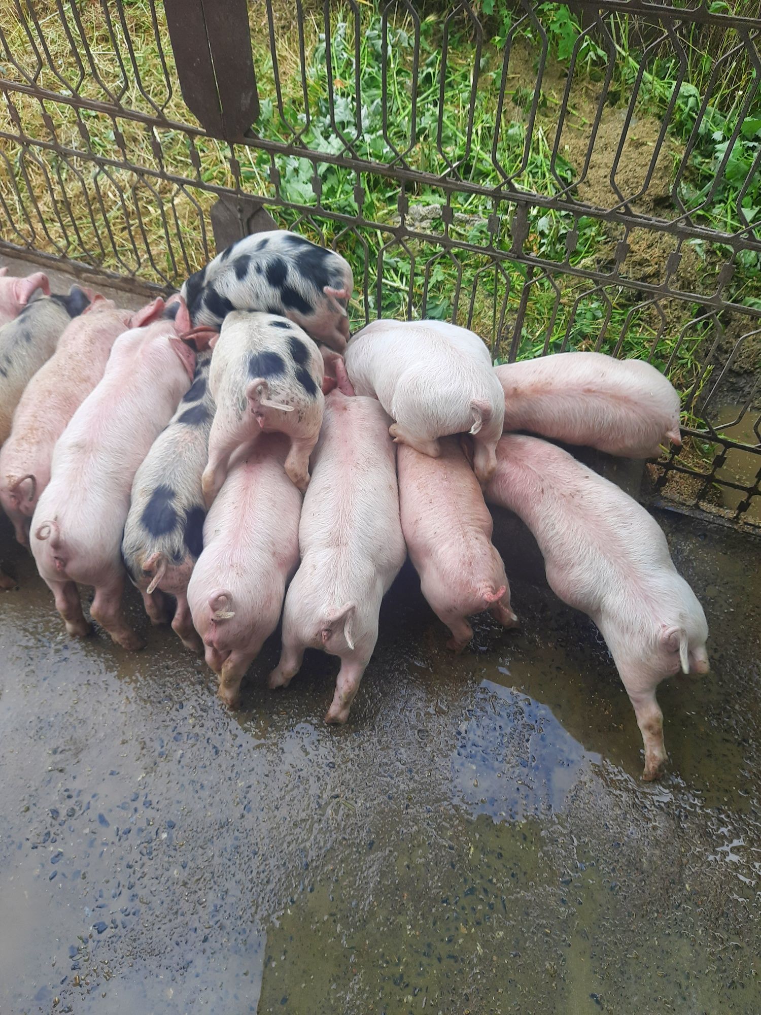 Продам поросят 1 місяць 2 тижні.