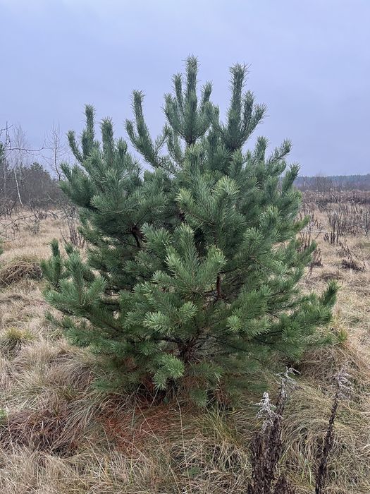 Новорічні Ялинки,Сосна