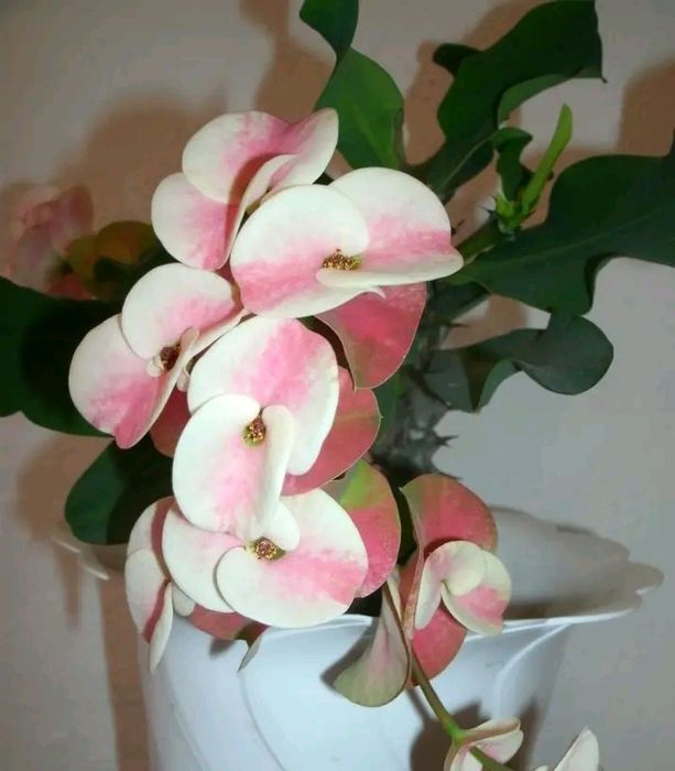 Молочай Міля великоквітковий