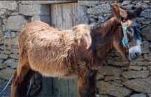Burro mirandes com 3 anos