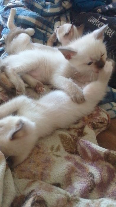 сіамські кошенята