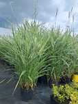 Mozga Trzcinowata PICTA

Phalaris Arundinacea