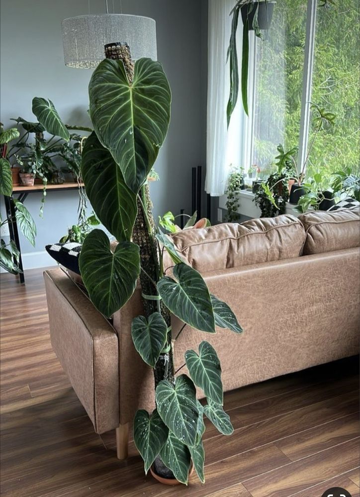 Vendo Philodendron Verrucosum bebe