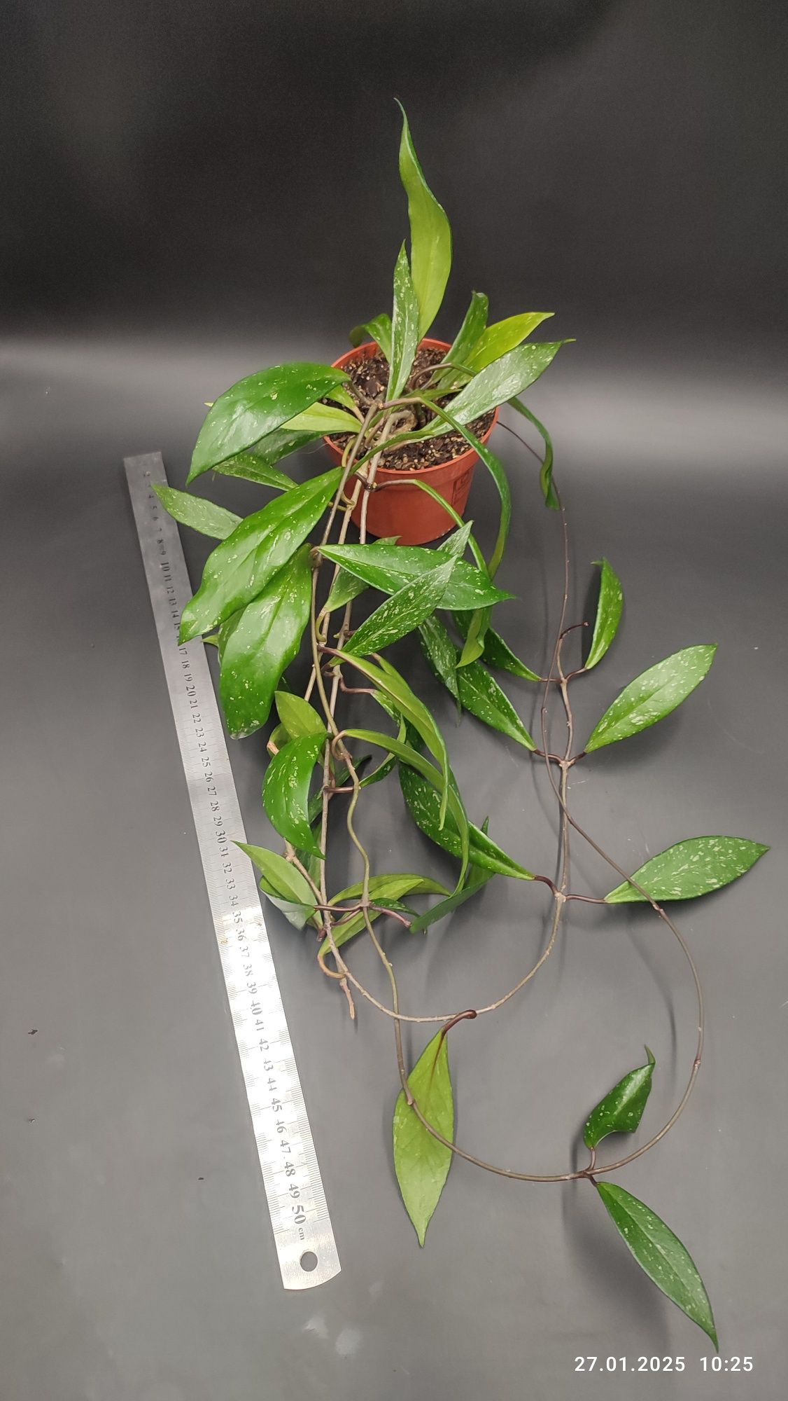 Хойя Пубікаліс hoya pubicalyx