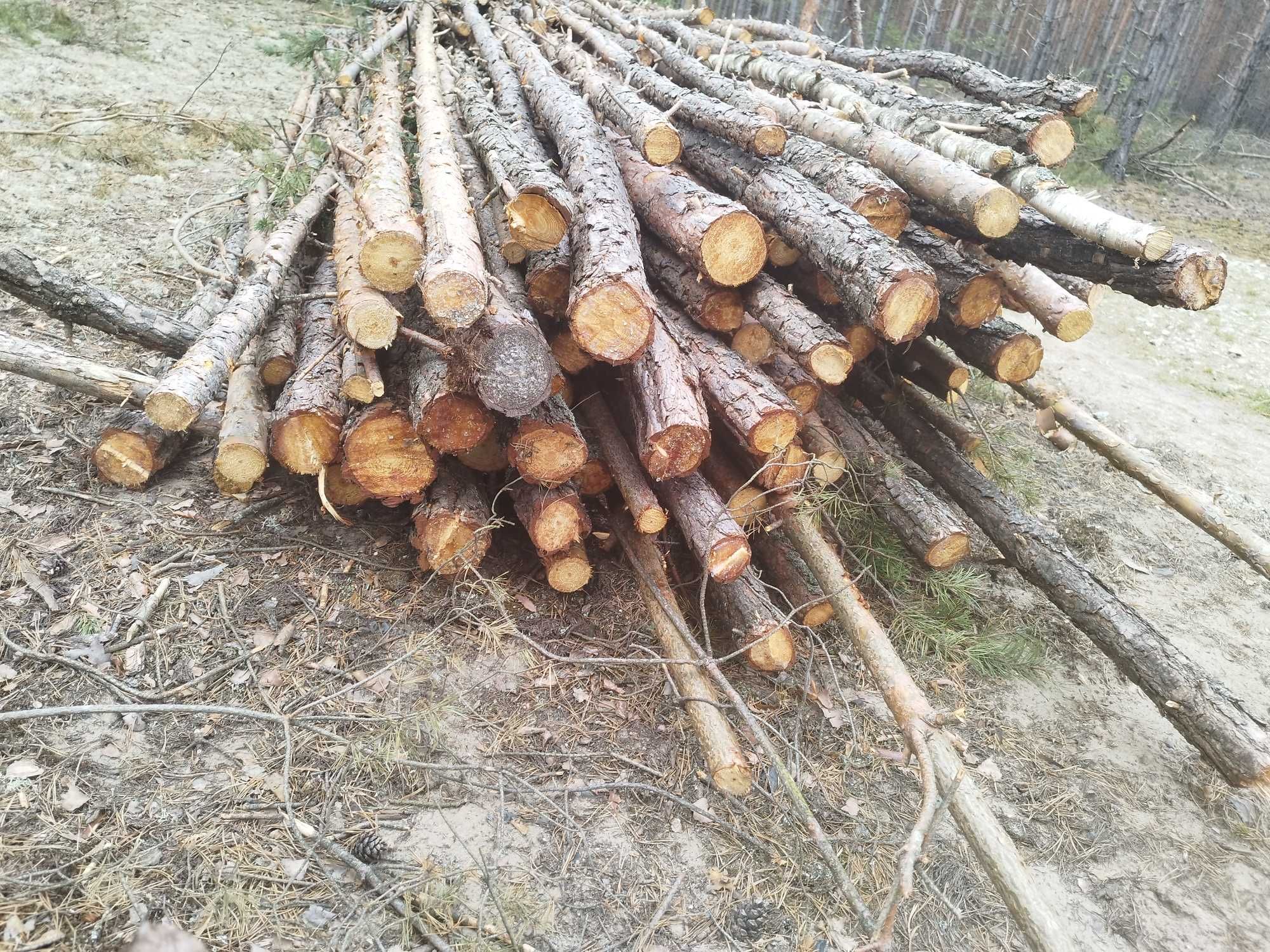 Drzewo opałowe sosna