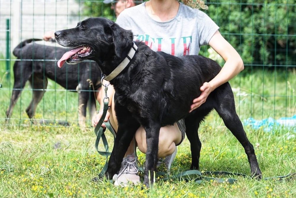 Lusi wygląda swojego domu zza schroniskowych krat