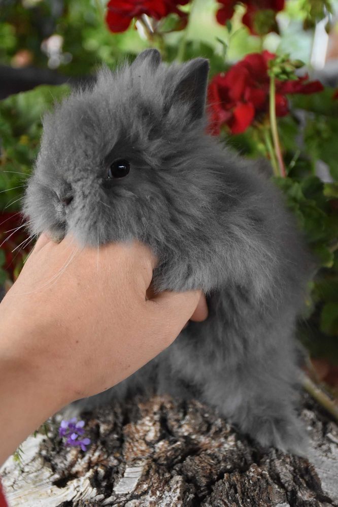 Króliki Karzełki Teddy Lewki Mini Miniaturki