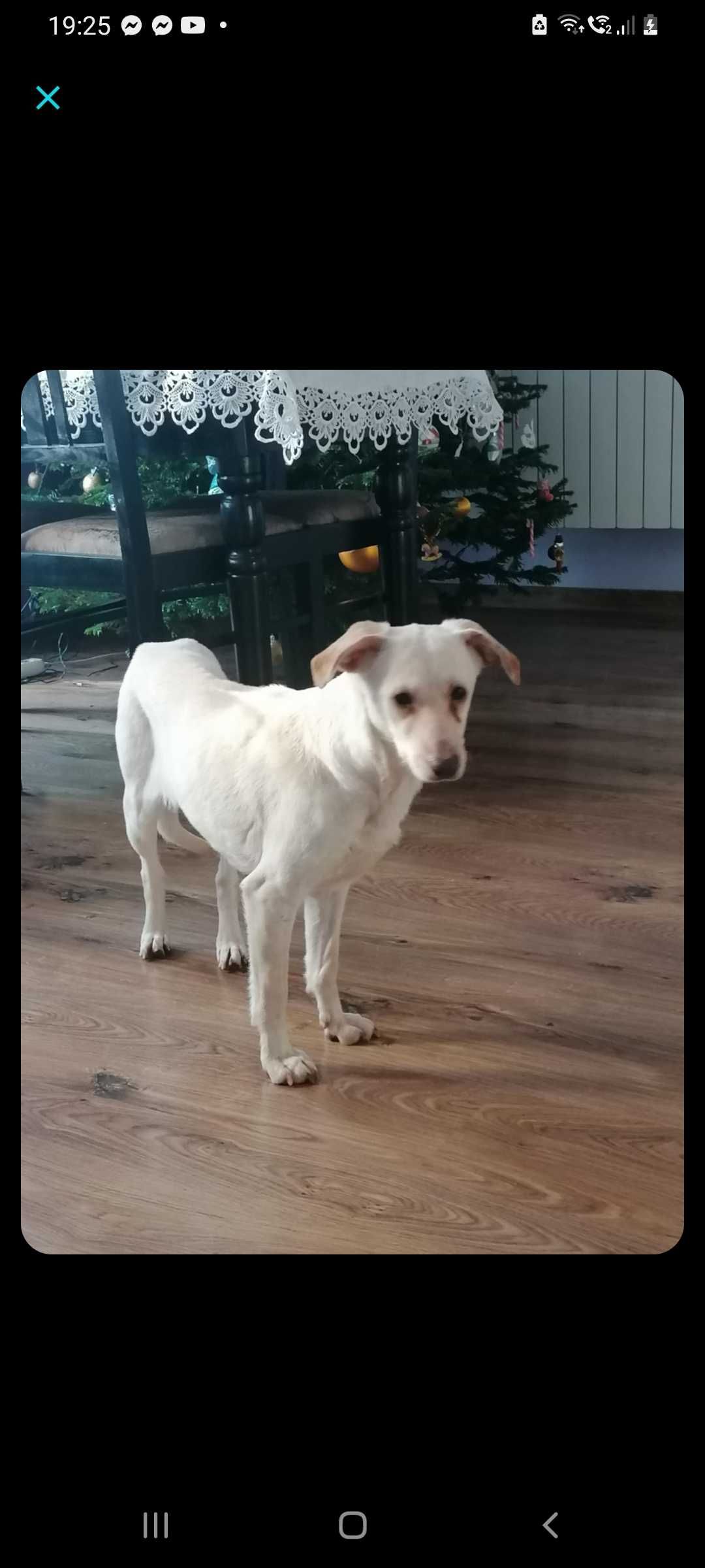 Mix whipeta ok. 8 lat ok. 10 kg biedna sunia!!