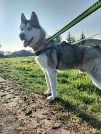 Roczny husky szuka domu - rezerwacja