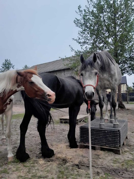 arab, czysta krew arabska wałach,