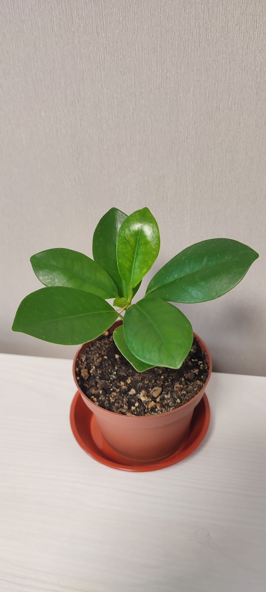 Фікус мікрокарпа Мокламе (Моклейм) (Ficus microcarpa Moclame)