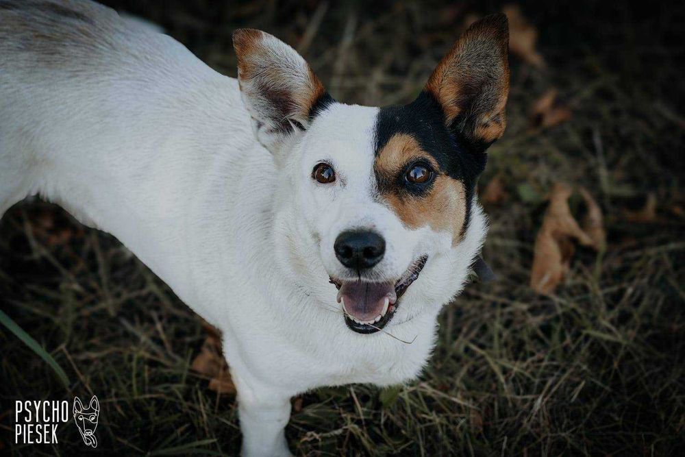 mała, słodka sunia czeka na dom
