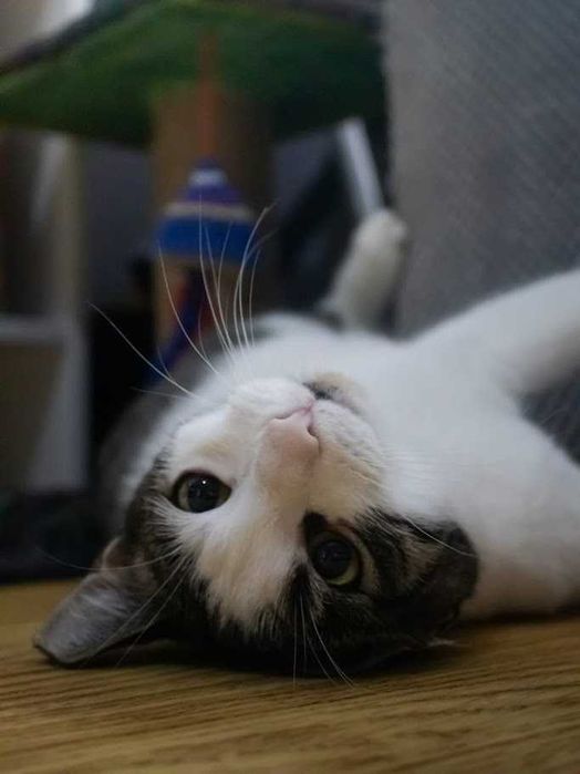 ŚLIWKA - urocza energiczna kochana 9-miesięczna koteczka do adopcji