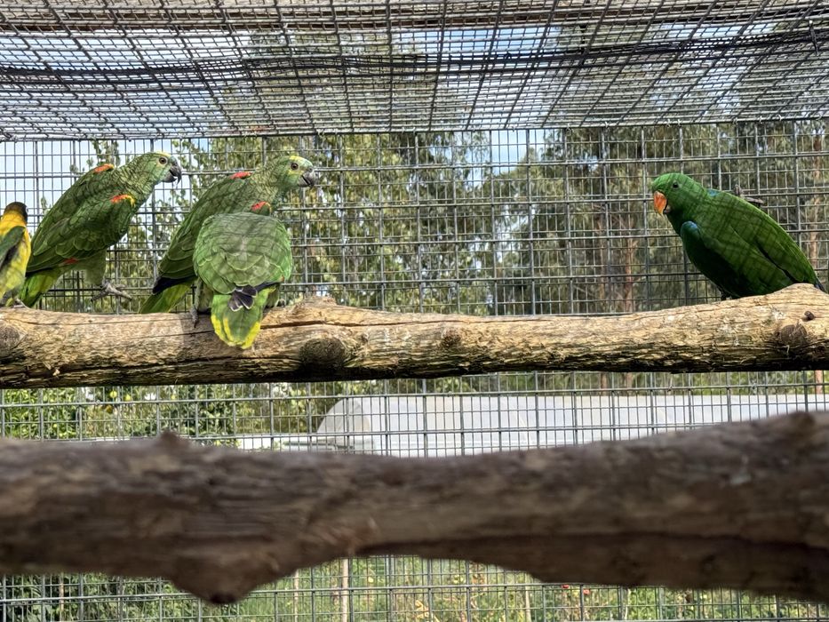 Papagaio femea aestiva xanthopteryx 2024