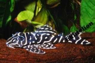 Hypancistrus debilittera L 129