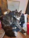Cudowny Kocur czarny pręgowany z bielą Maine Coon TICA Salem