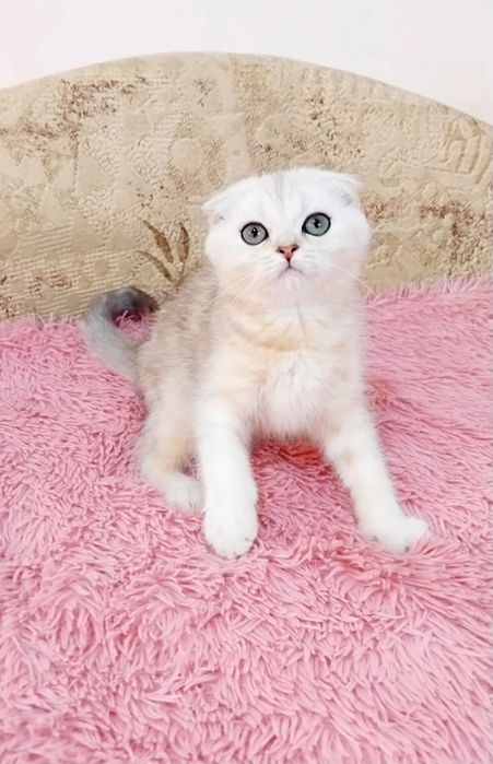 Чудо маленьке шотландський хлопчик красунчик