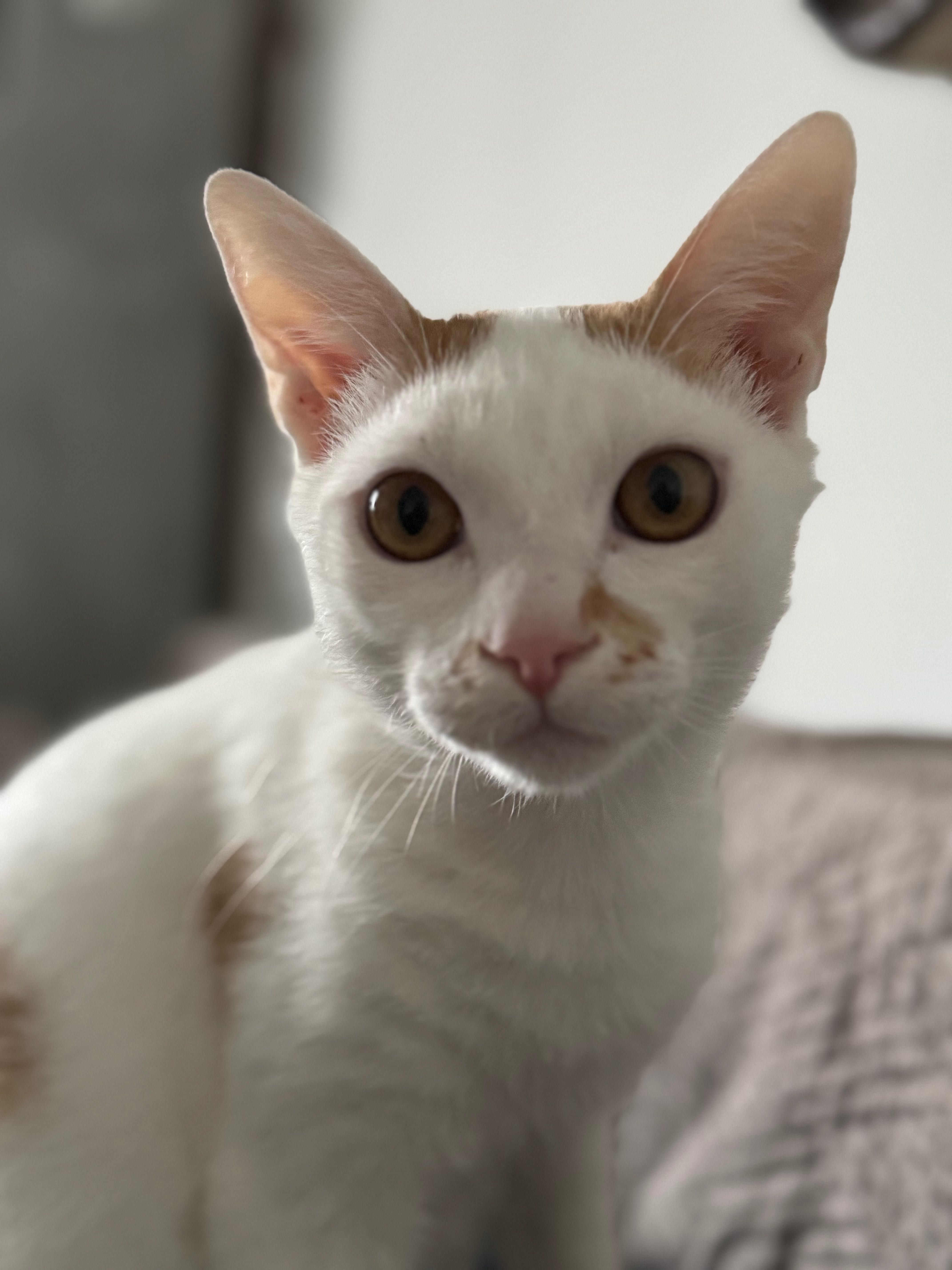 Piękny kotek do adopcji
