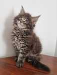 Maine Coon kocurek z rodowodem