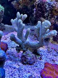 Koralowiec montipora Stalowa