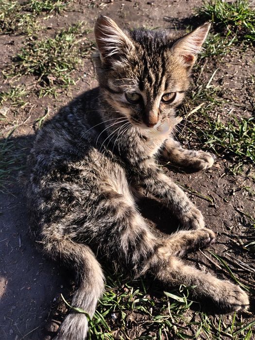 Два гарненькі котика, безкоштовно, 5,5 місяців