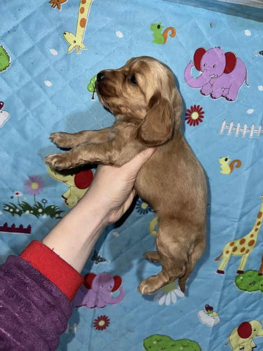 Кокерята різні окраси