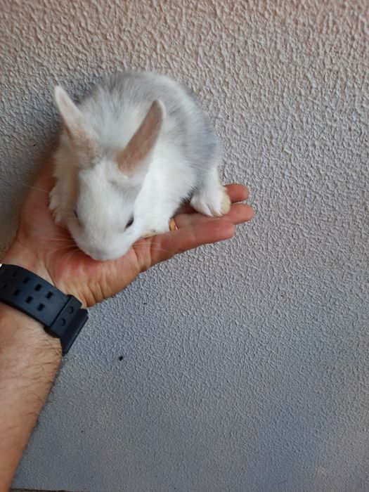 Coelhos anões mini lop belier/orelhudos e mini holandes/toy puros