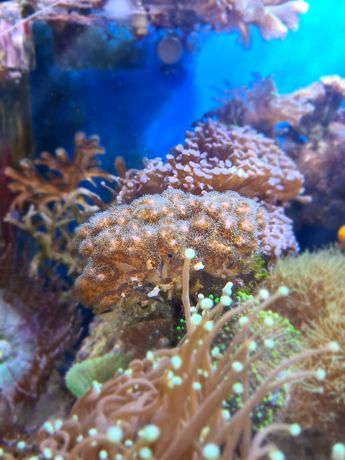 Pocillopora Milka Akwarium Morskie koral sps