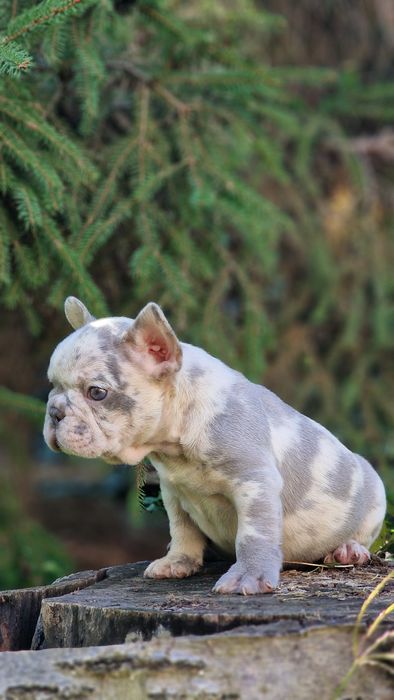 В редком окрасе мальчик