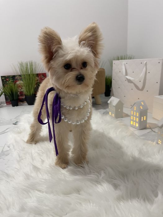 Помапу — Це не просто цуценята  це любов у формі собаки