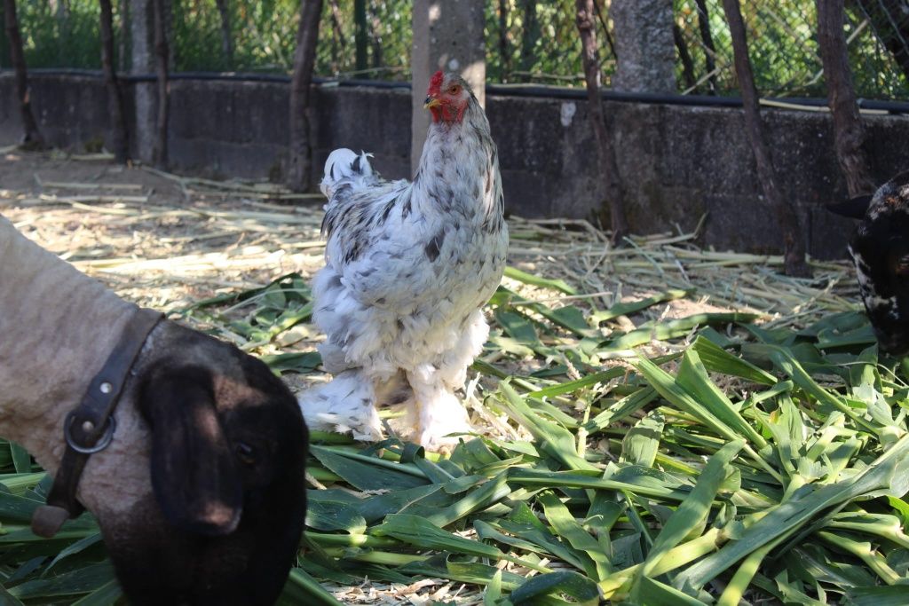 Galinha Raça Brahma
