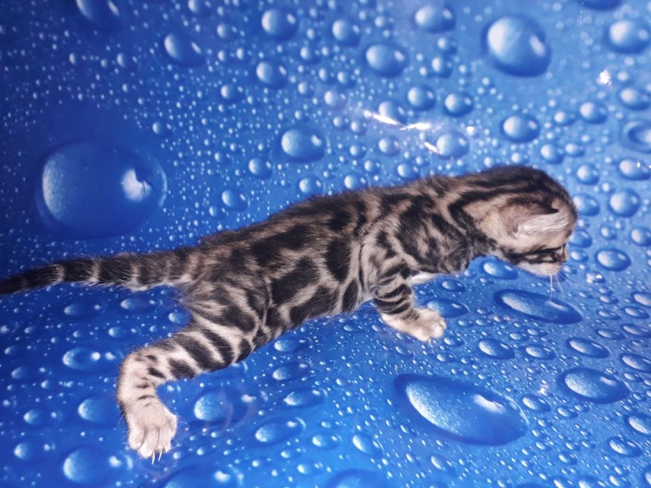 Бенгальский котёнок кот